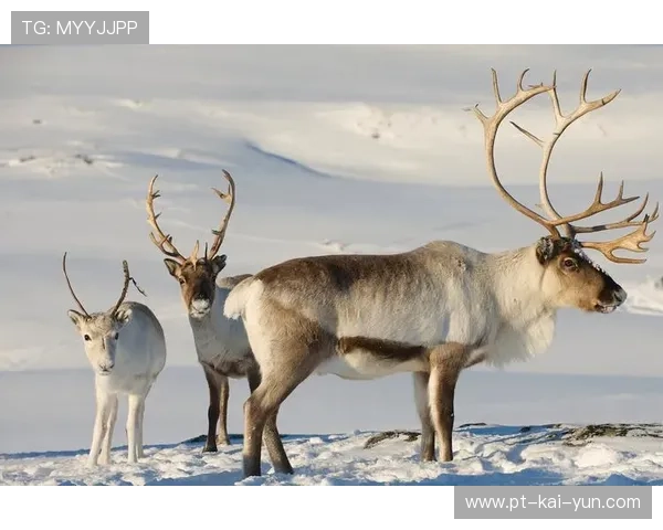 _疯狂雪地漂移：冬季激情速度战_，雪地疯狂动物的位置在哪里